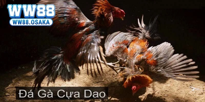 đá gà cựa dao